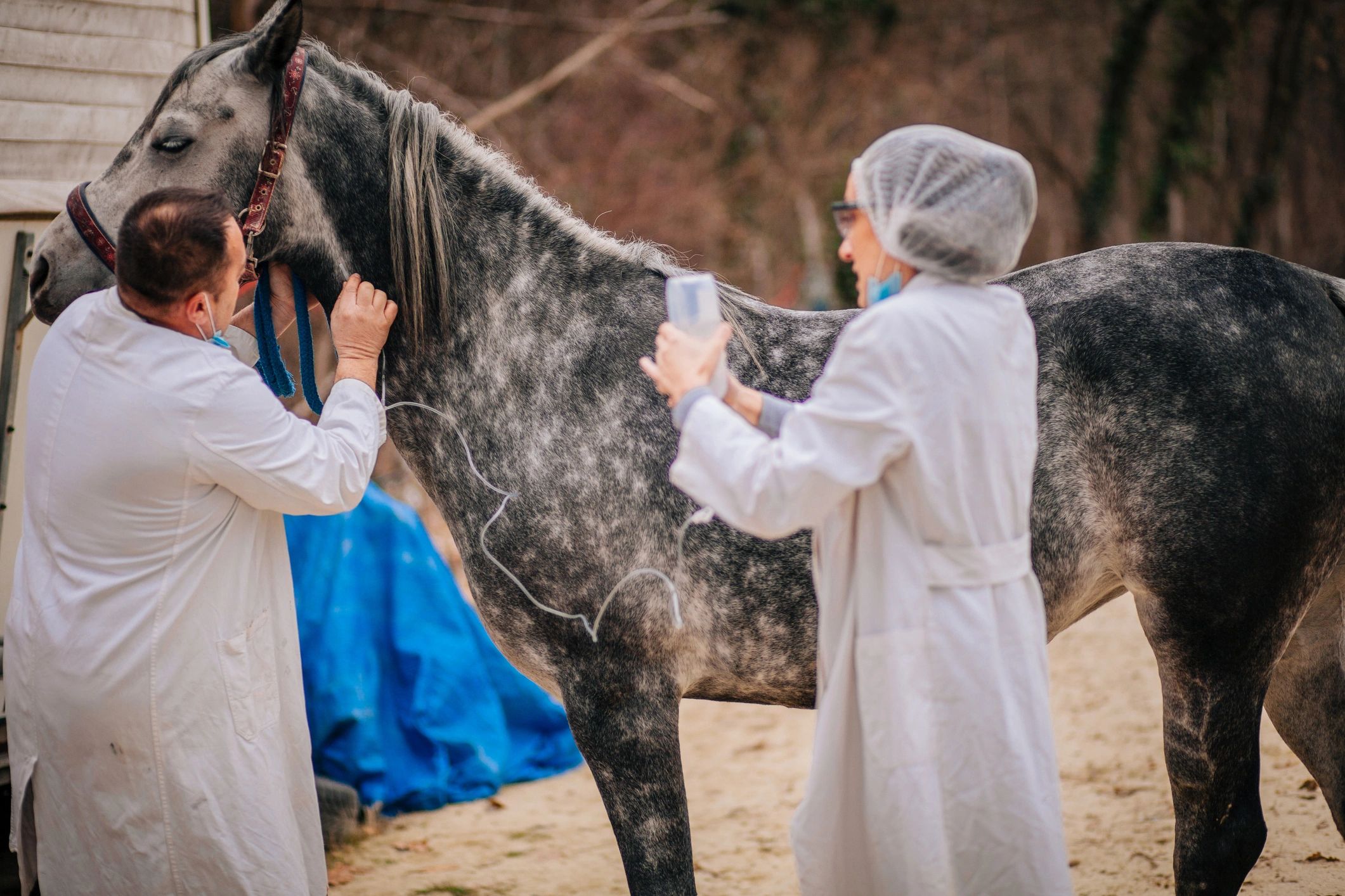 Veterinarian examining a horse with a stethoscope.