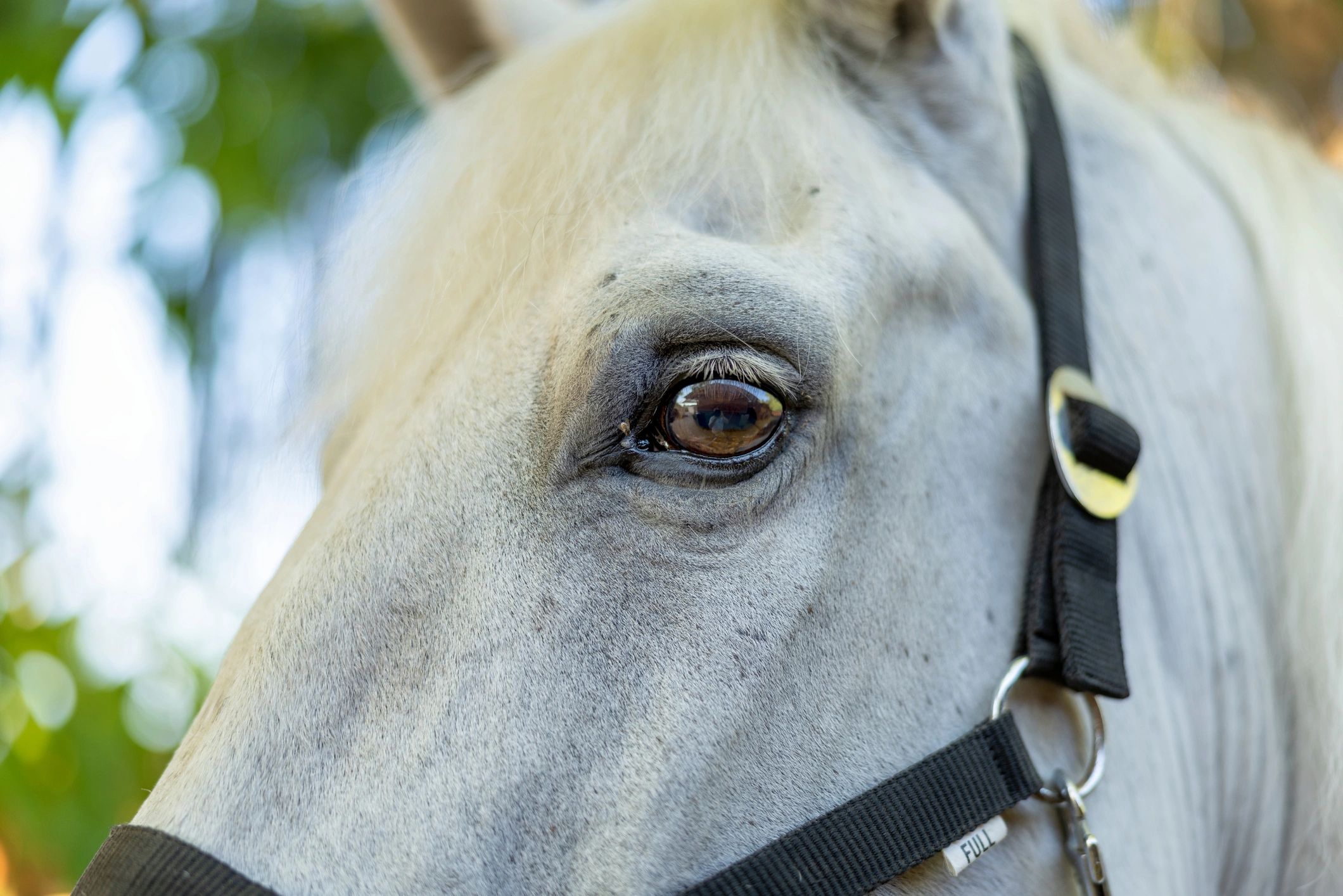 Close-up of a horse’s eye showing a calm expression.